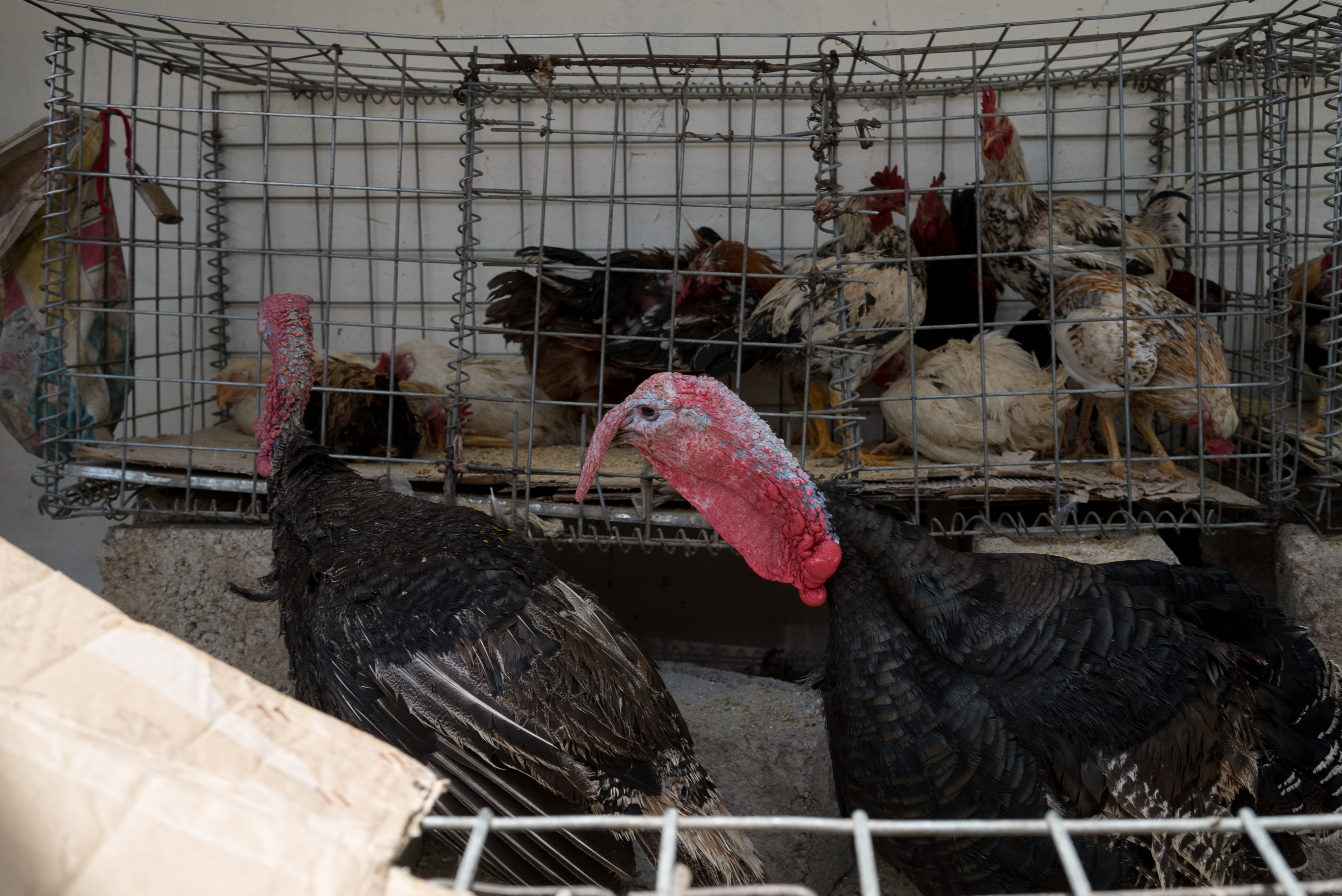 Erbil market for birds and animals, Erbil, Kurdistan Region, June 4, 2016. (Photo: Kurdistan24/Alexandre Afonso)